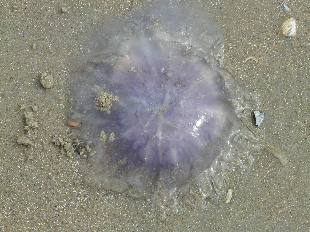 jellyfish blue jellyfish cyanea lamarckii free photo