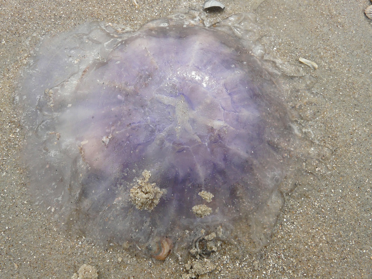 jellyfish blue jellyfish cyanea lamarckii free photo
