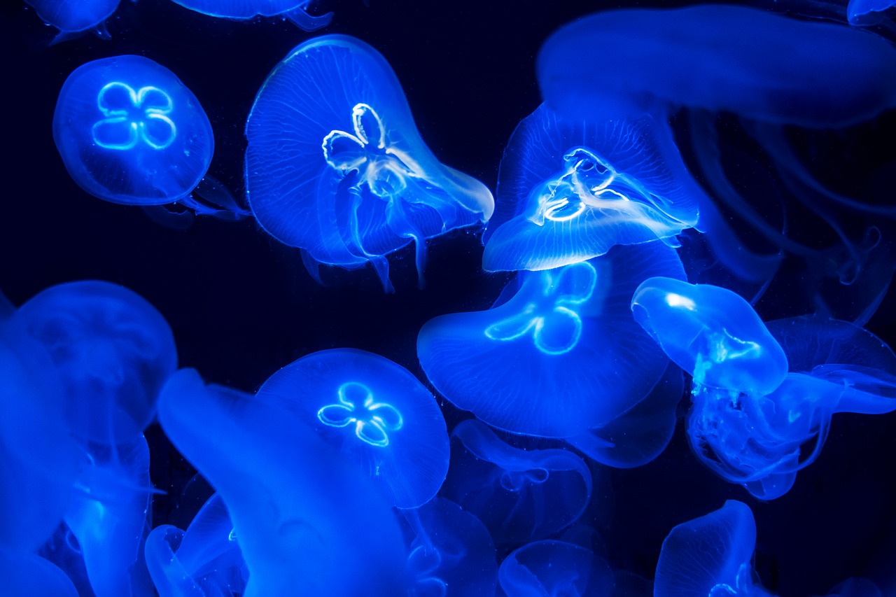 jellyfish sea water free photo