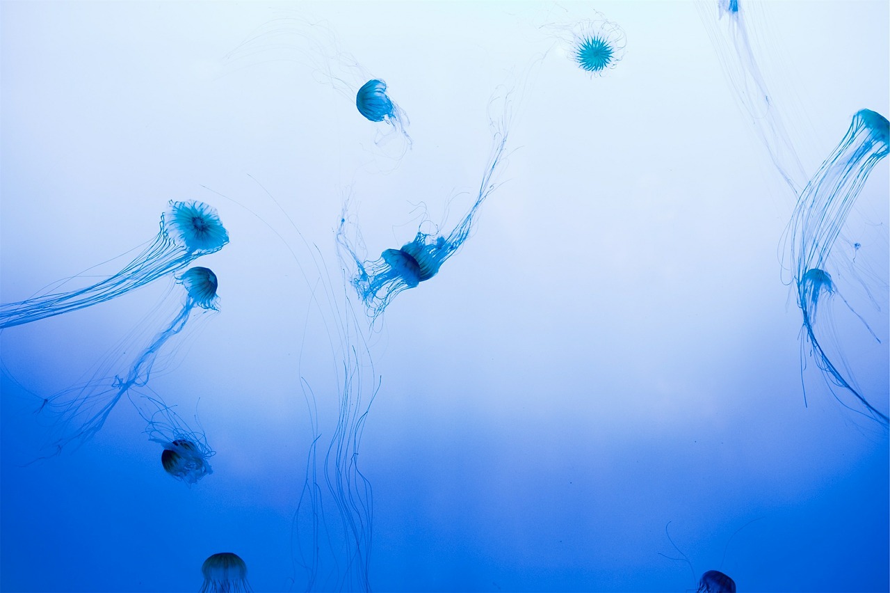jellyfish underwater sea free photo