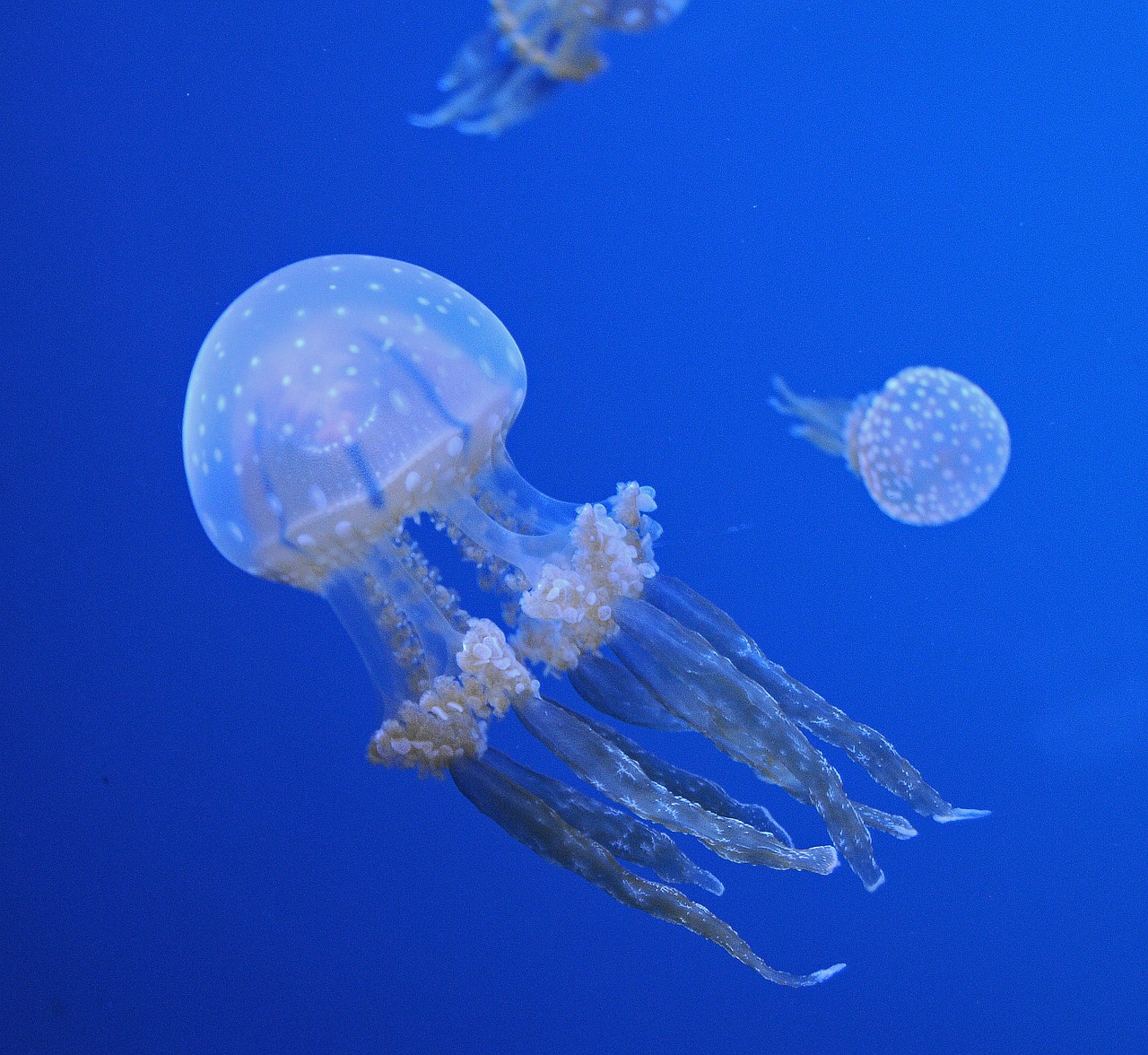 jellyfish ocean aquatic life free photo