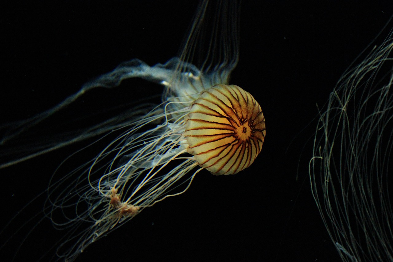 jellyfish animal medusa free photo
