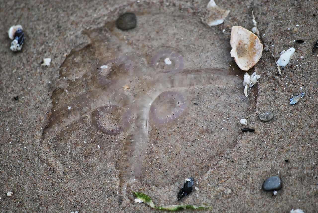 jellyfish beach sand free photo