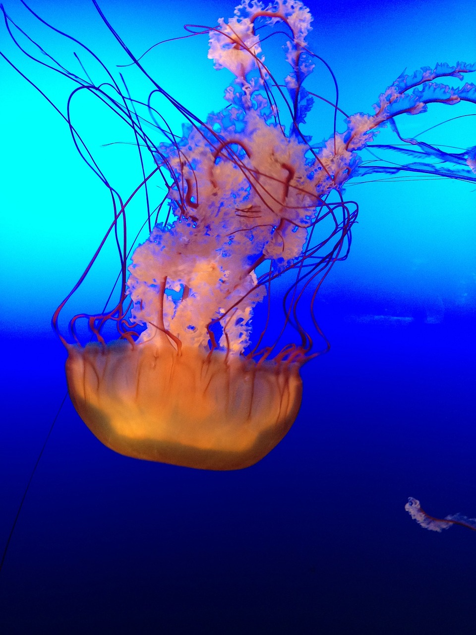 jellyfish ocean marine free photo