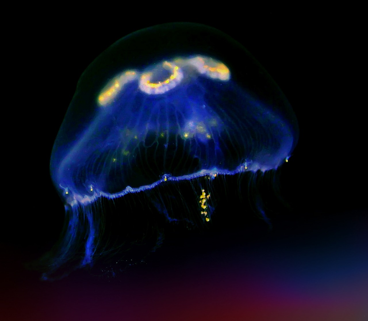 jellyfish sea animal underwater free photo