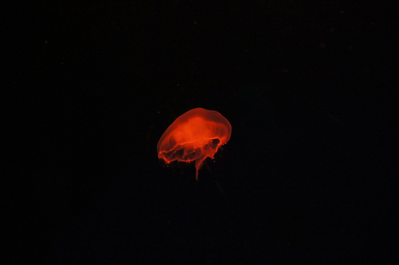 jellyfish water fish free photo