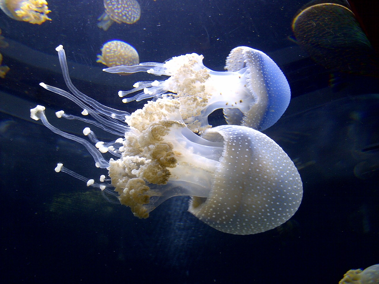 jellyfish sealife jelly free photo