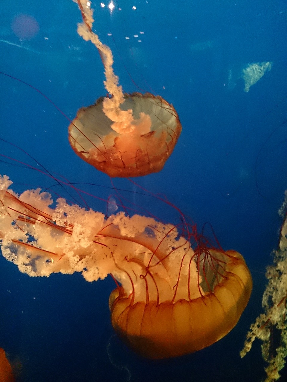 jellyfish blue aquarium free photo