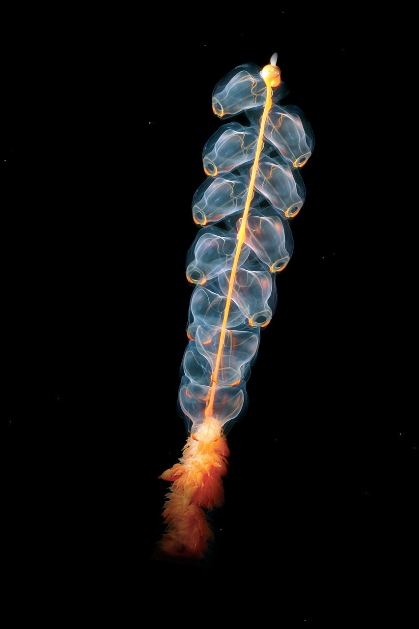 jellyfish cnidarian marrus orthocanna free photo