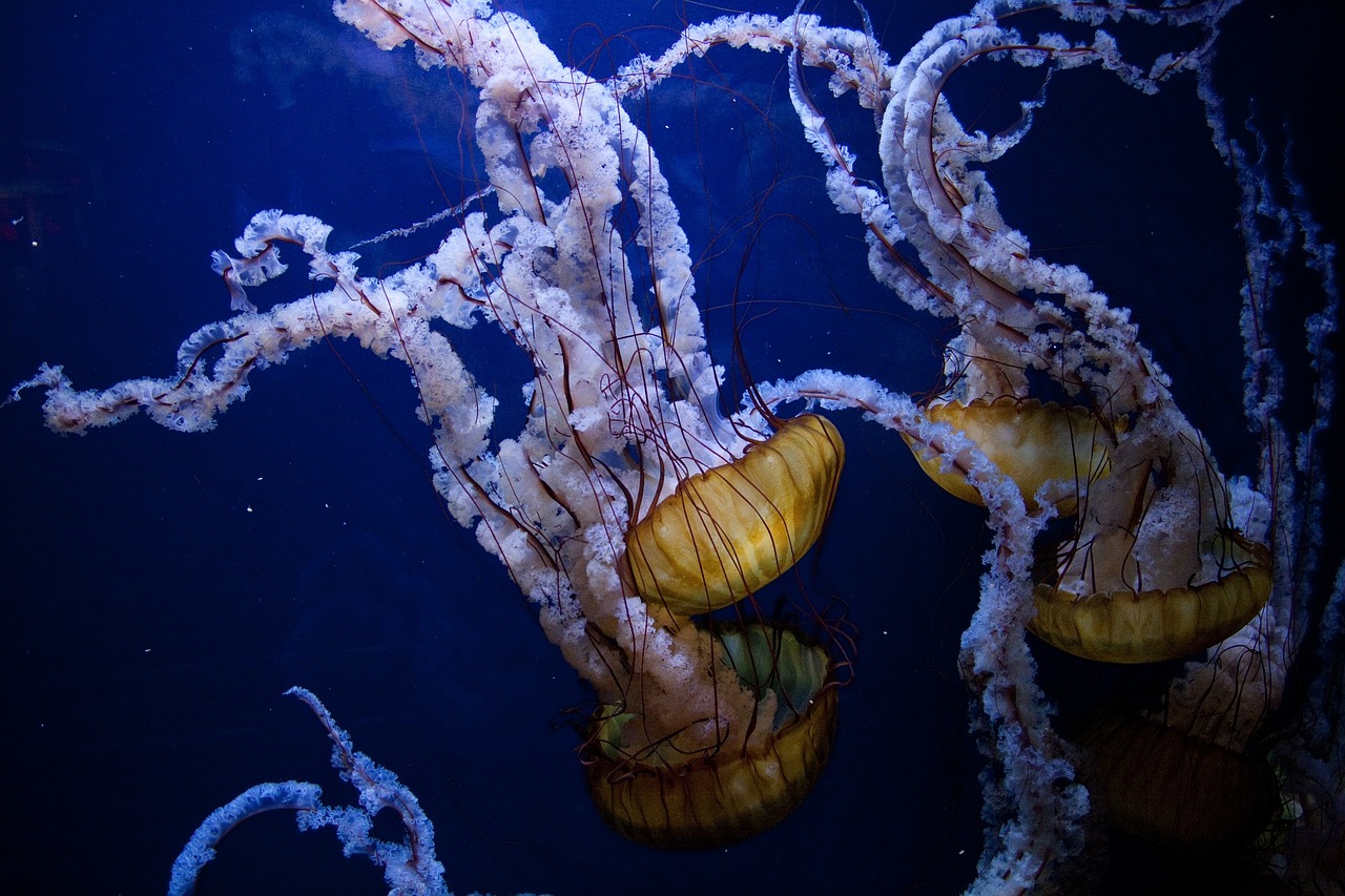 jellyfish underwater ocean free photo