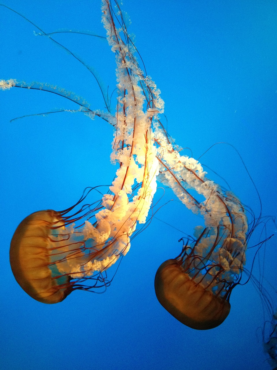 jellyfish aquarium wildlife free photo