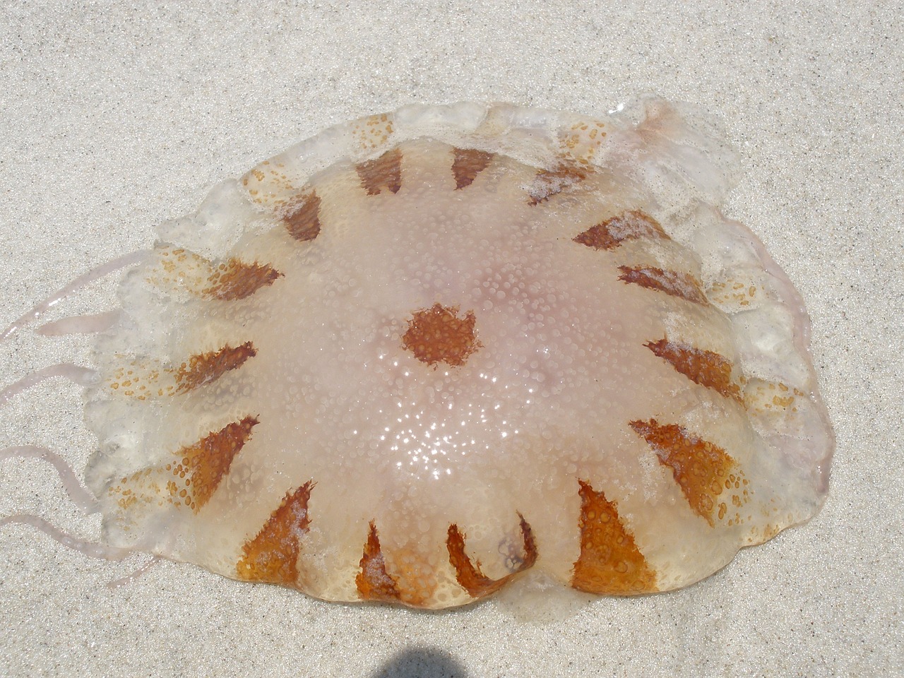 jellyfish brown nature free photo