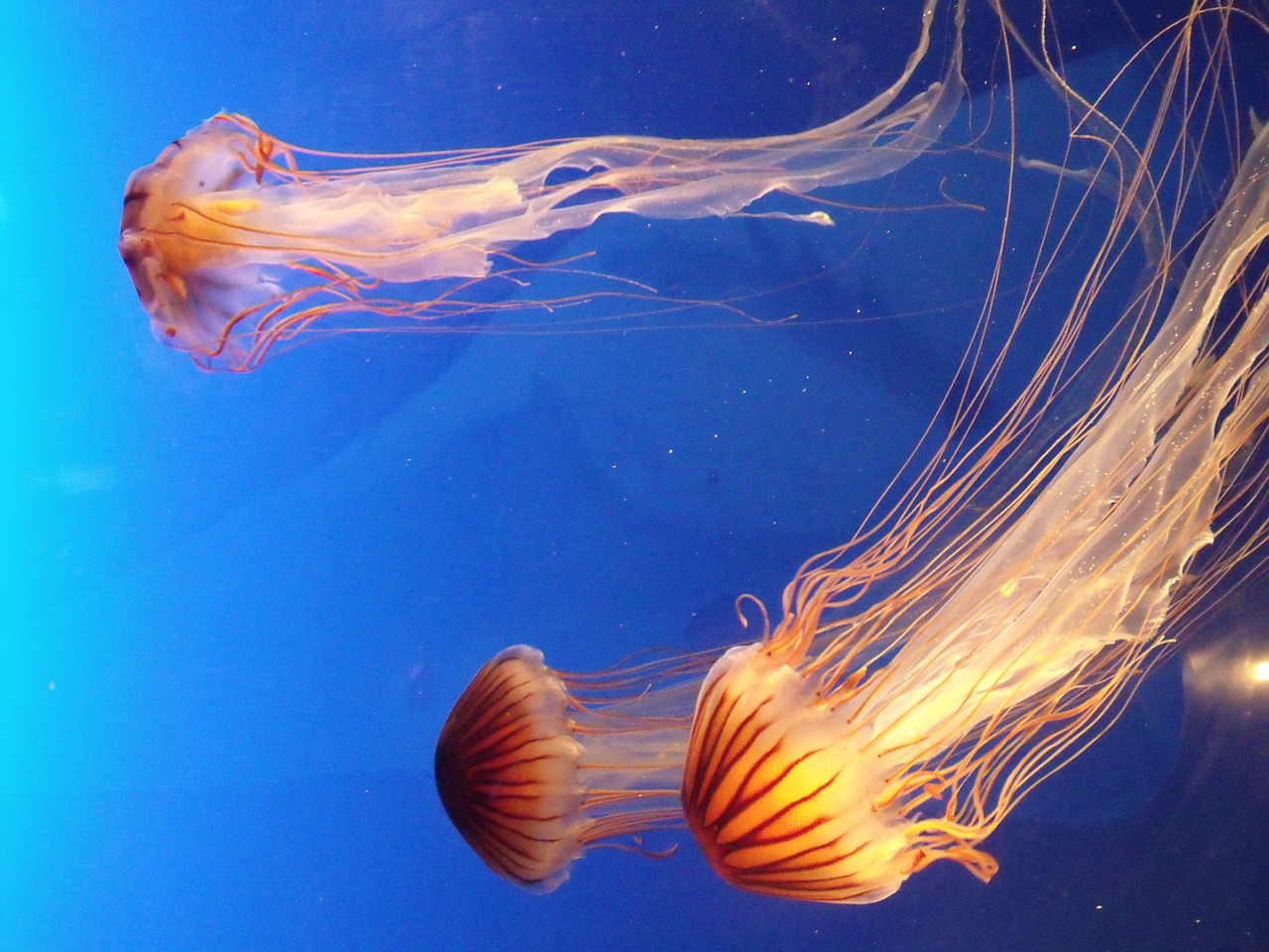 jellyfish water blue free photo