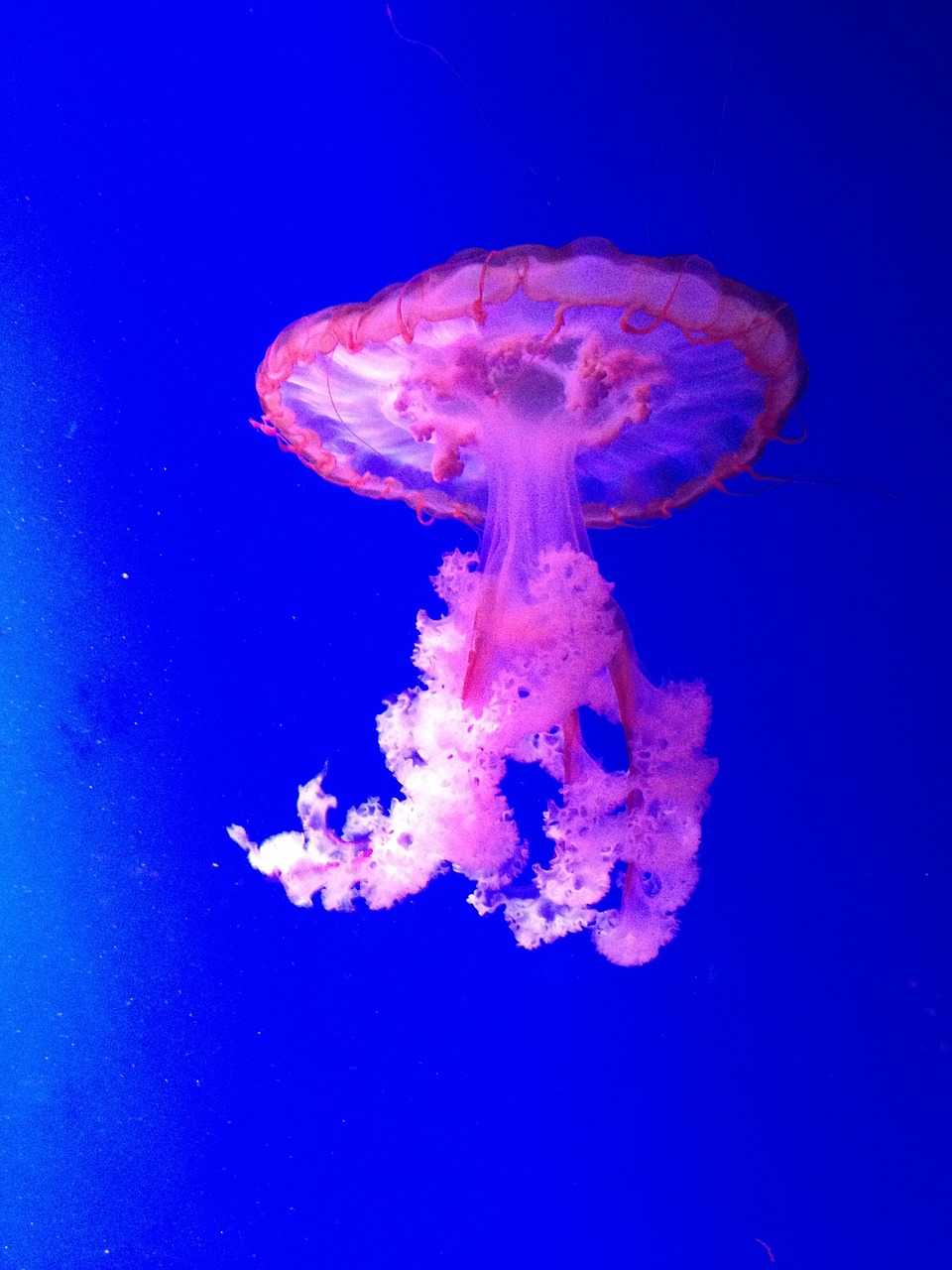 jellyfish beautiful blue free photo