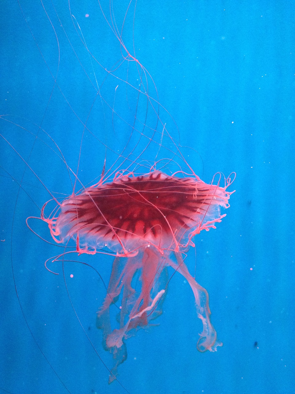 jellyfish beautiful blue free photo