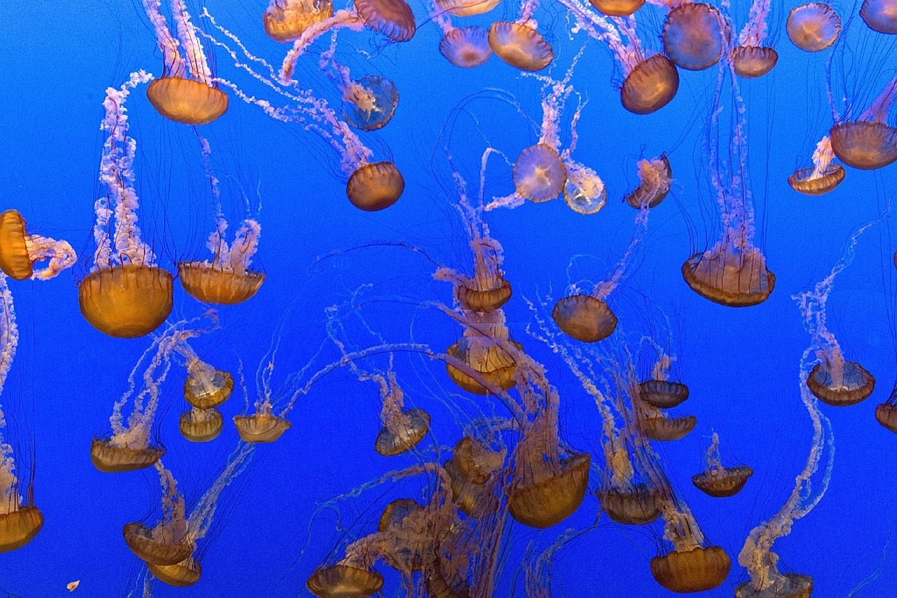 jellyfish aquarium swimming free photo