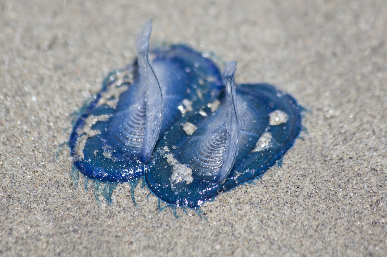 jellyfish medusae blue free photo
