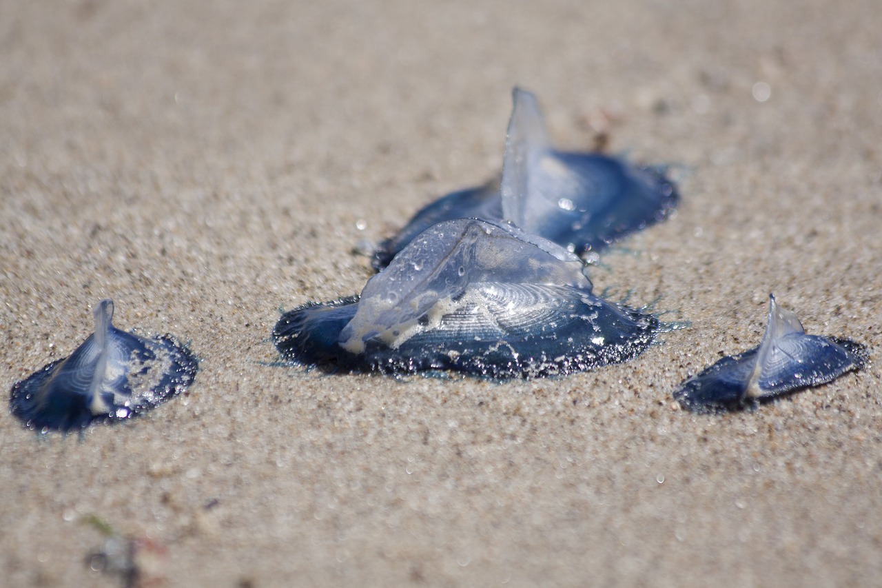 jellyfish medusae blue free photo