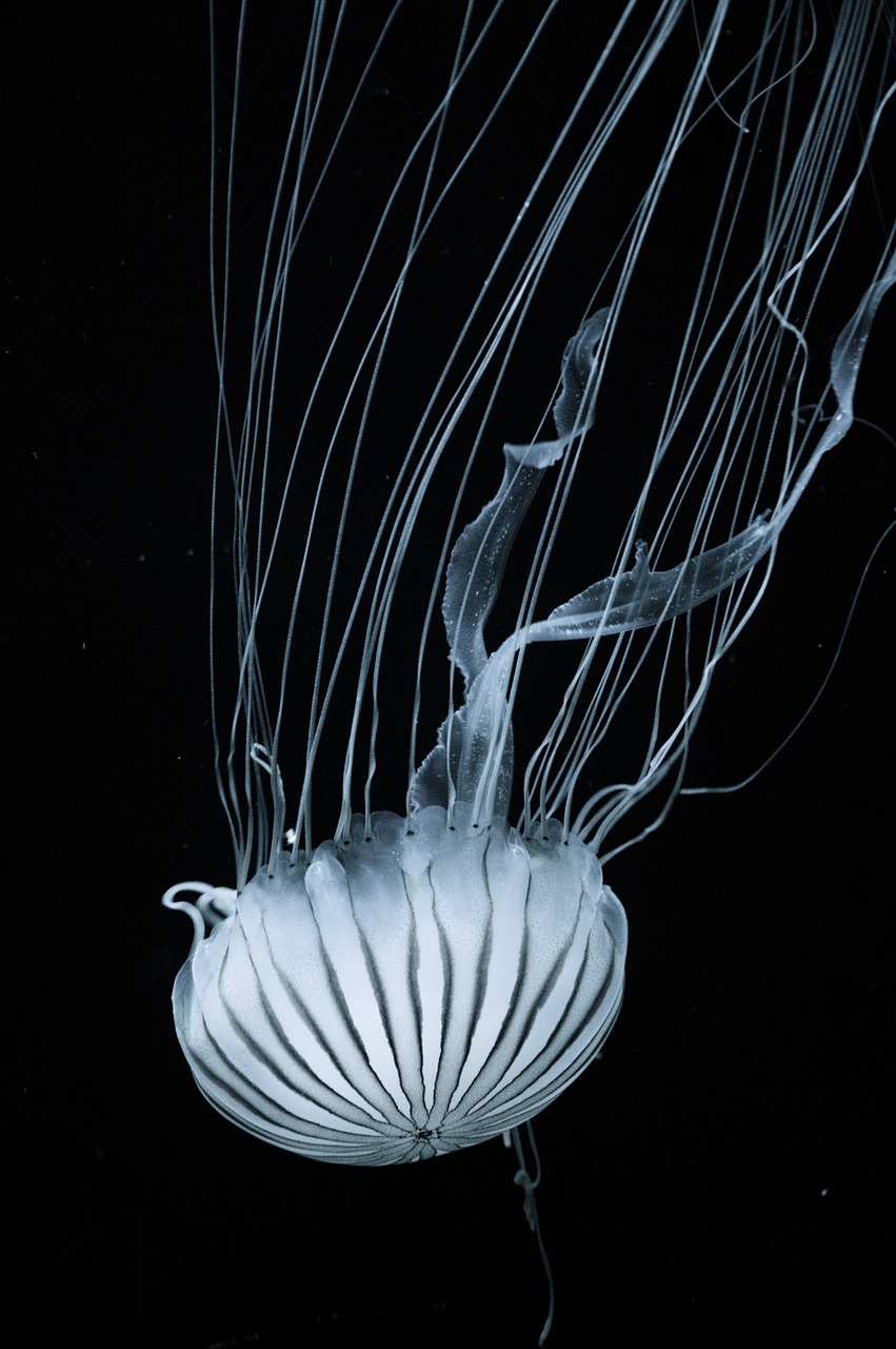 jellyfish tentacles nettles free photo
