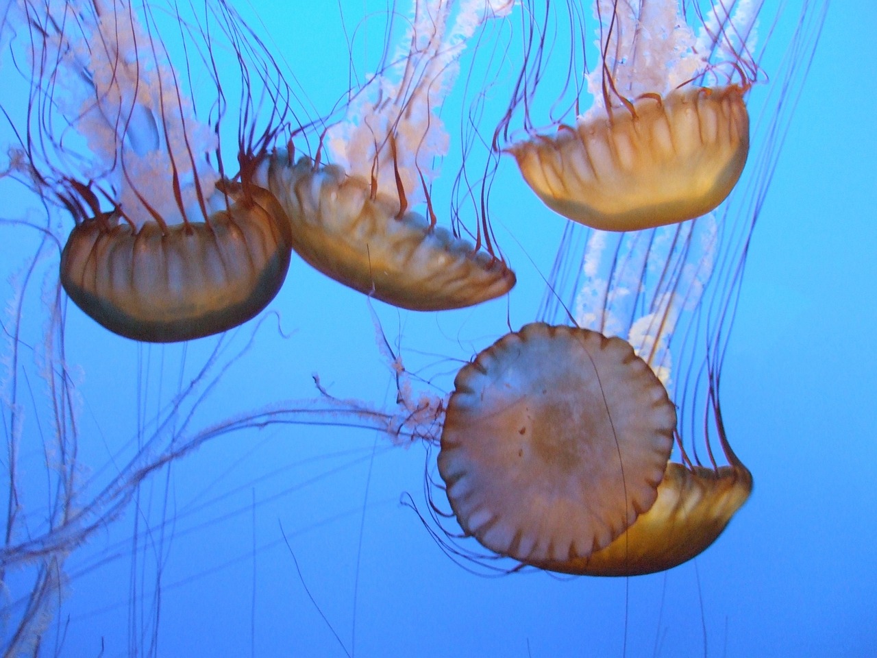 jellyfish sea animal beach free photo