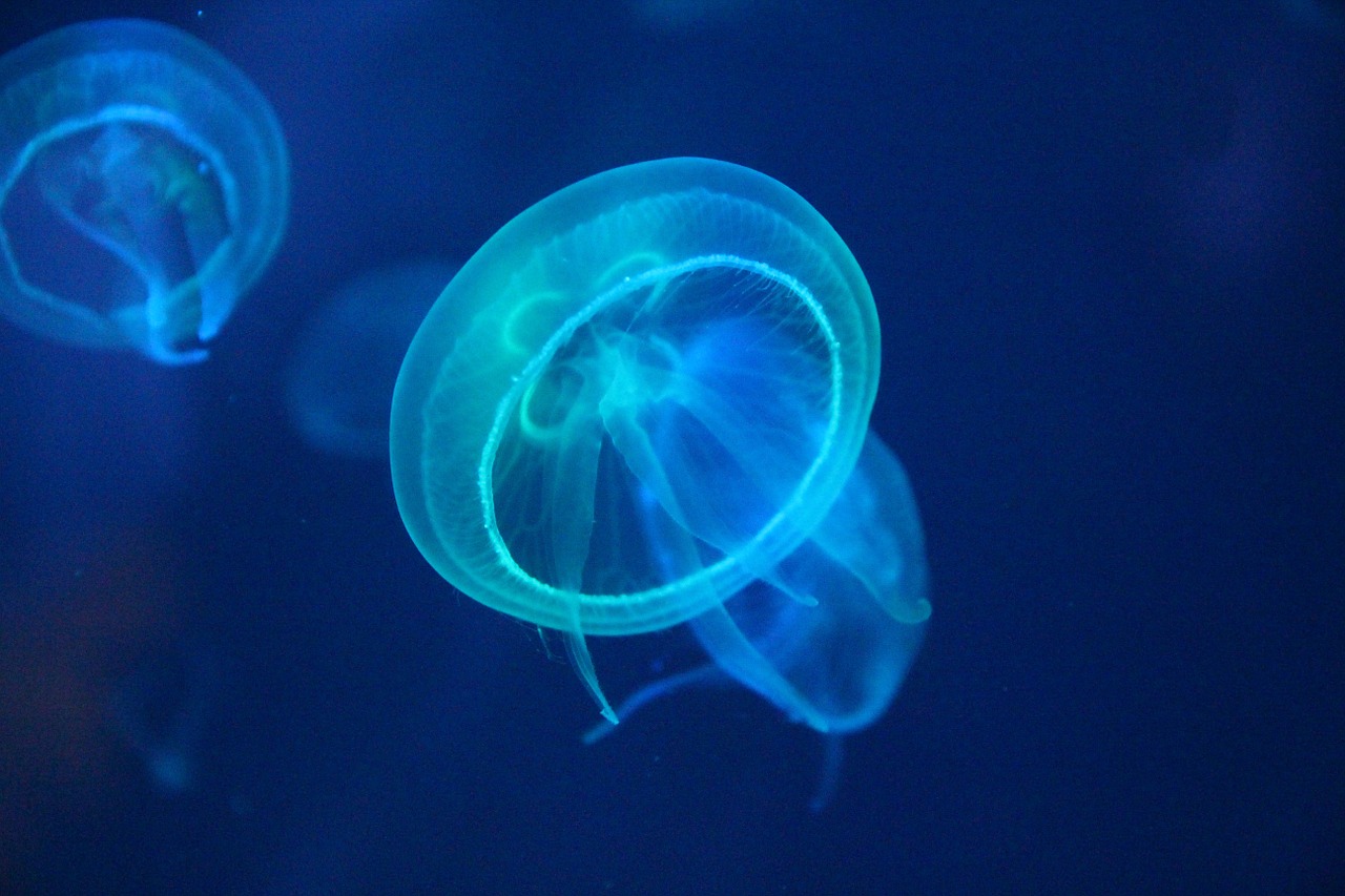 jellyfish sea sea creatures free photo