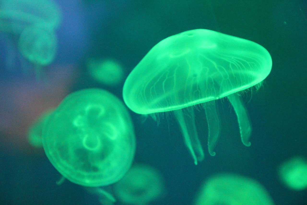 Jellyfish,sea,sea creatures,biology,fluorescent - free image from ...