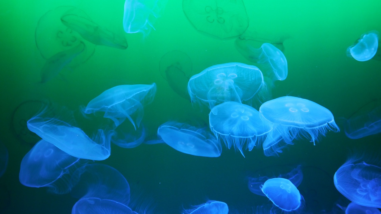 jellyfish meduse sea animal free photo