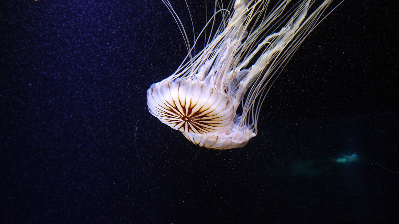 jellyfish cnidarian medusa free photo