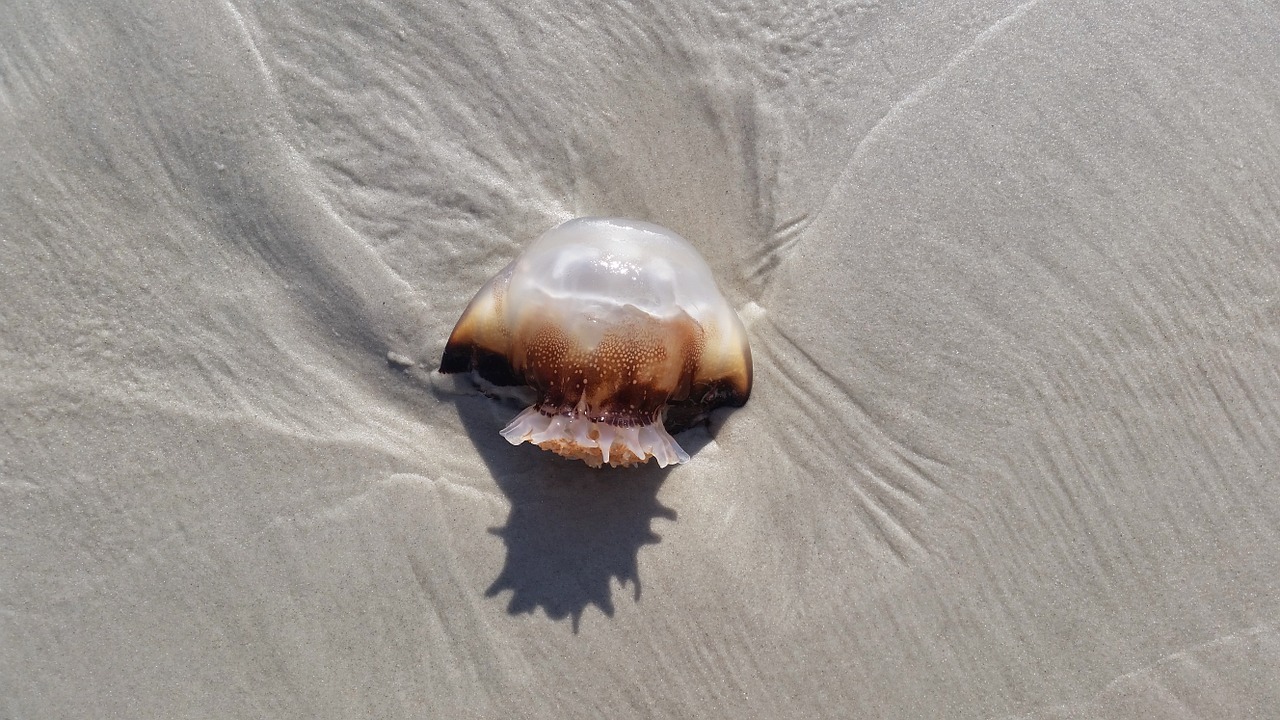 jellyfish beach florida free photo