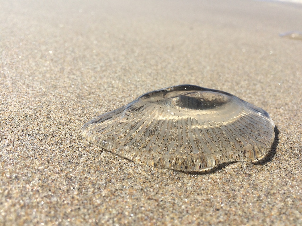 jellyfish sand beach free photo