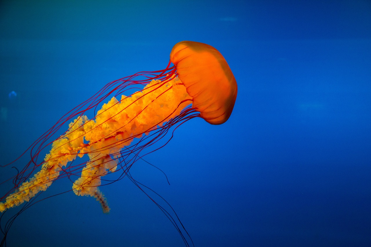 jellyfish underwater marine free photo