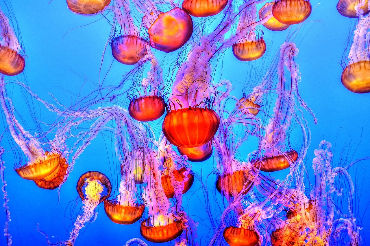 jellyfish colorful sea free photo