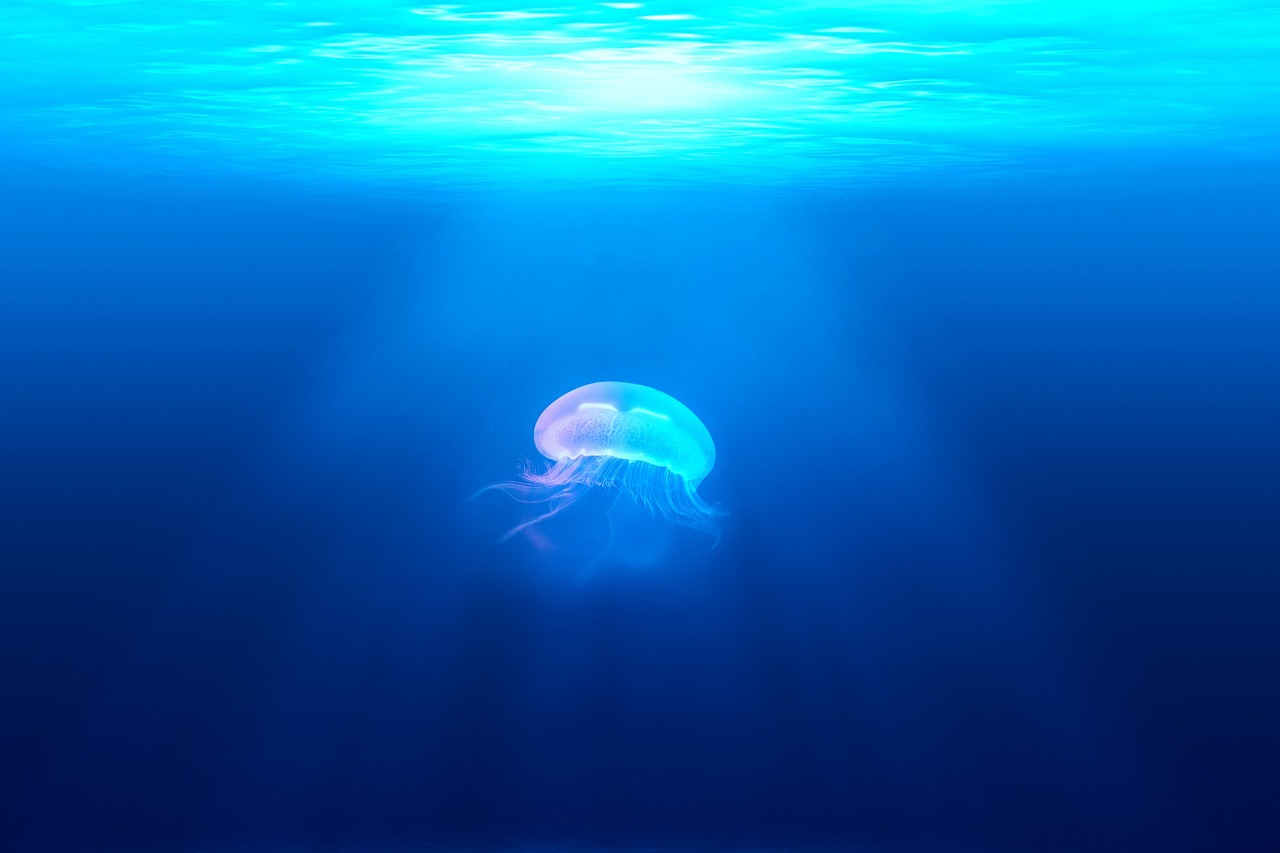jellyfish medusa wildlife free photo
