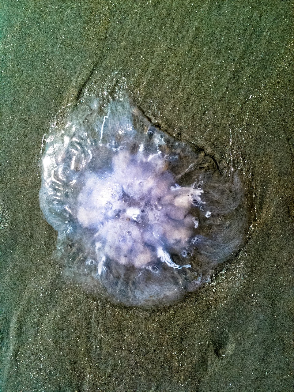 jellyfish beach mollusk free photo