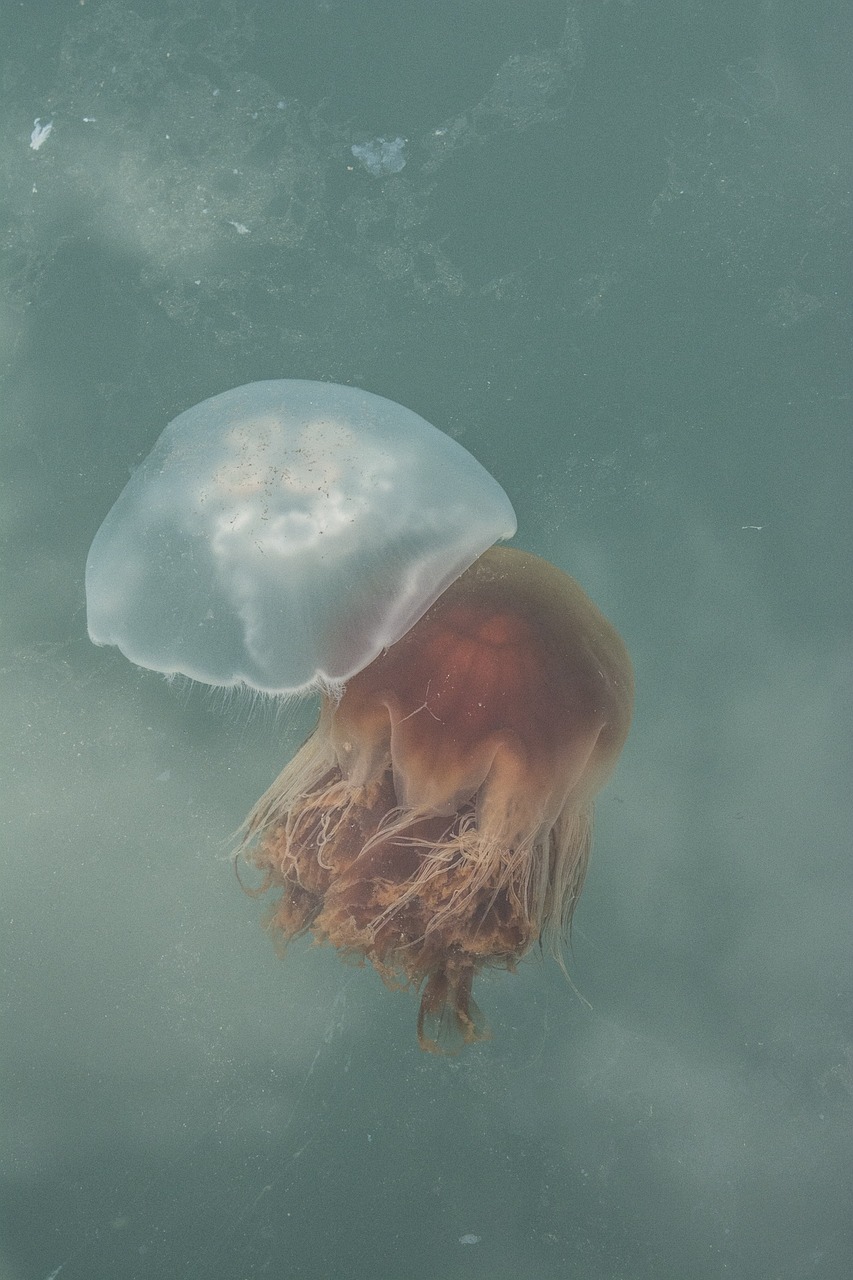 jellyfish ocean sea free photo