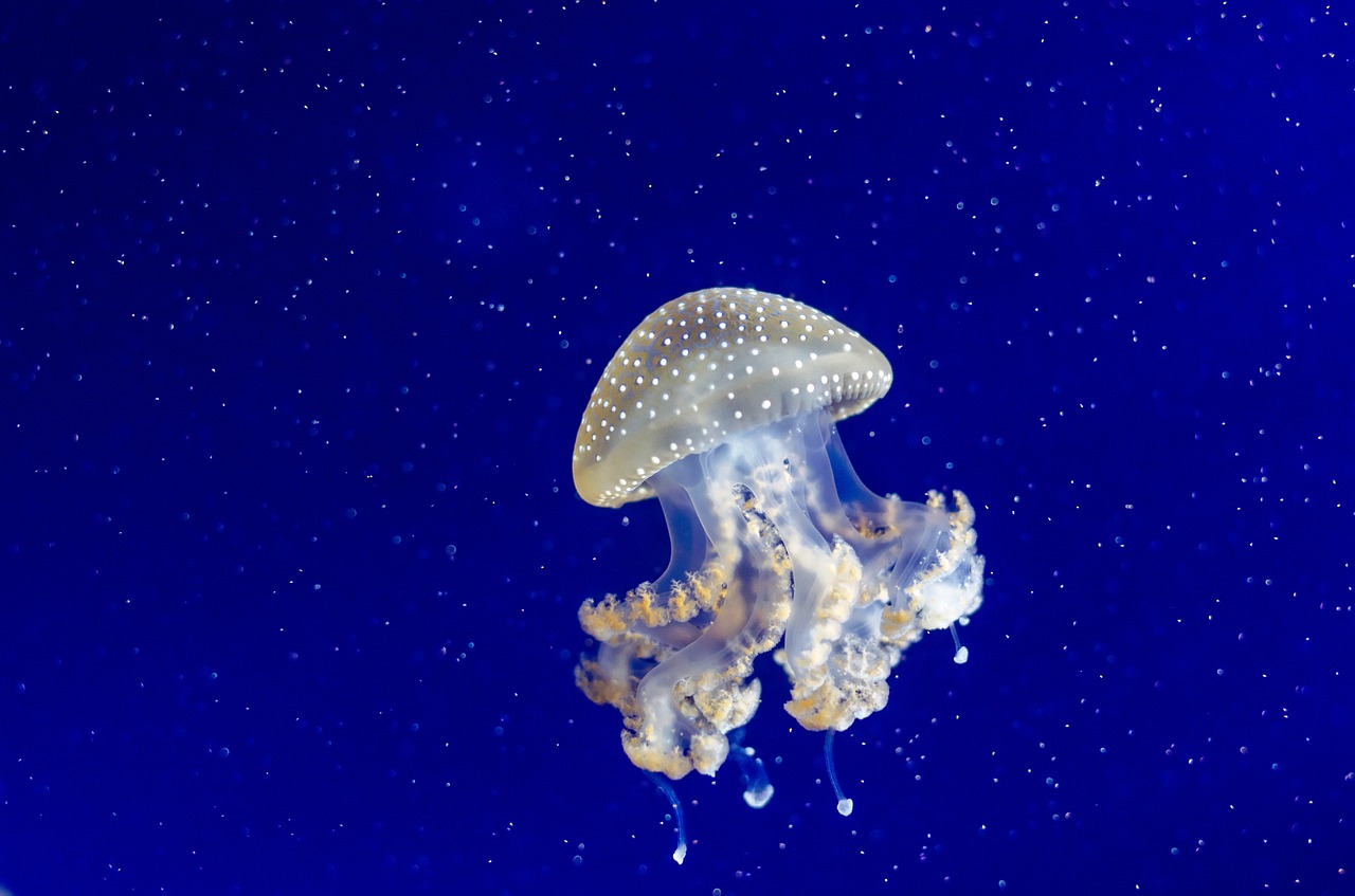 jellyfish tentacles water free photo