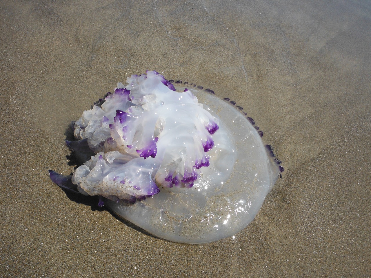 jellyfish sea beach free photo