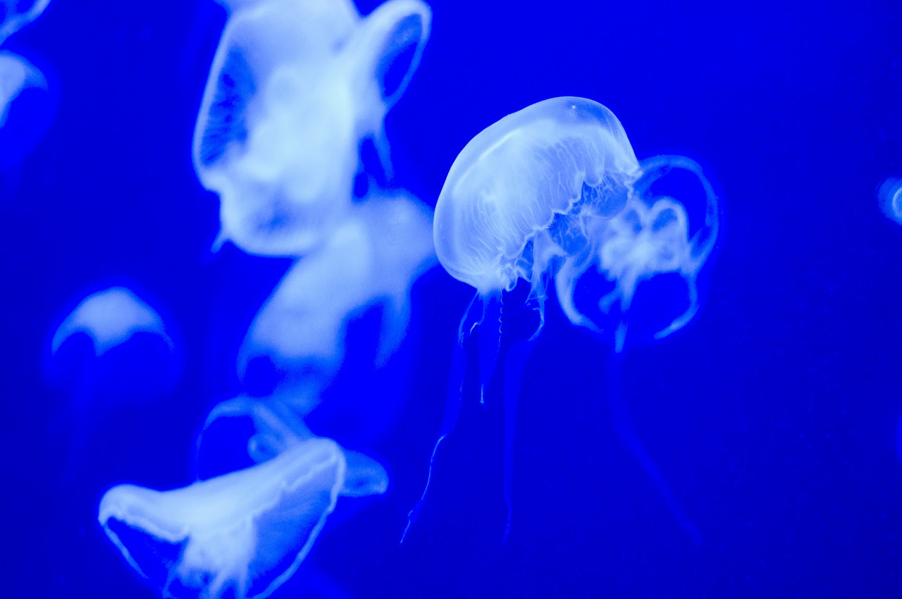 jellyfish aquatic organisms aquarium free photo