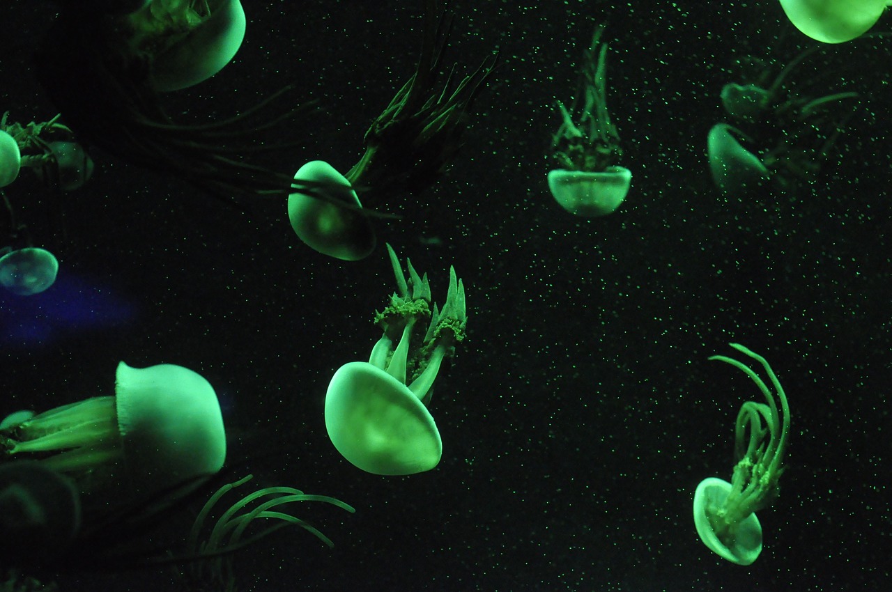 jellyfish aquatic organisms marine life free photo