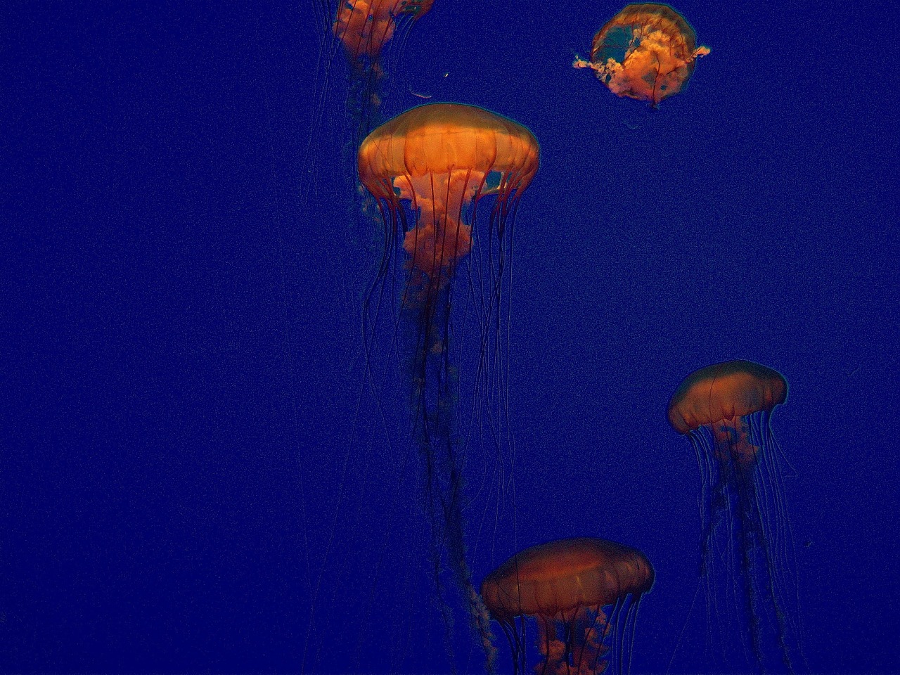 jellyfish jellies blue free photo