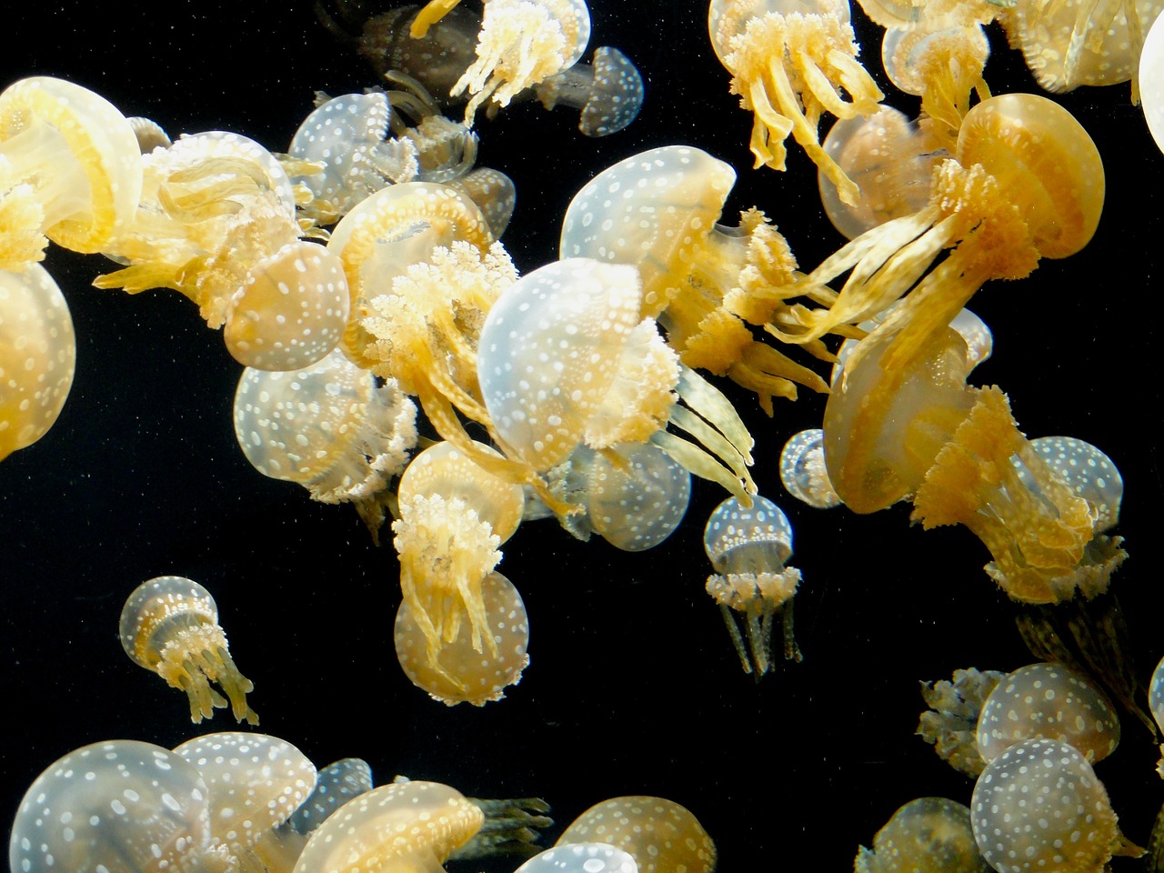 jellyfish sea life underwater free photo