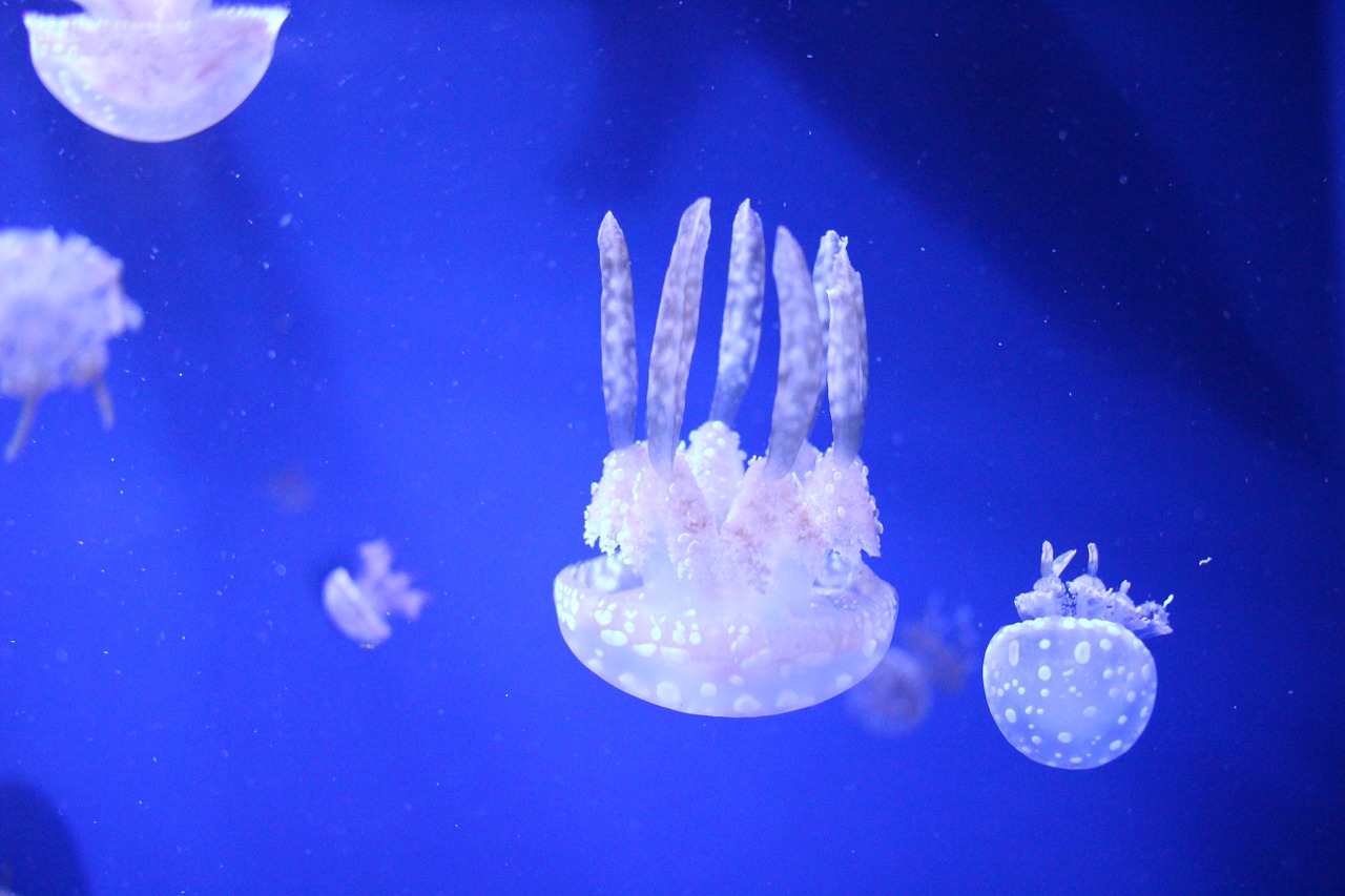 jellyfish aquarium free pictures free photo