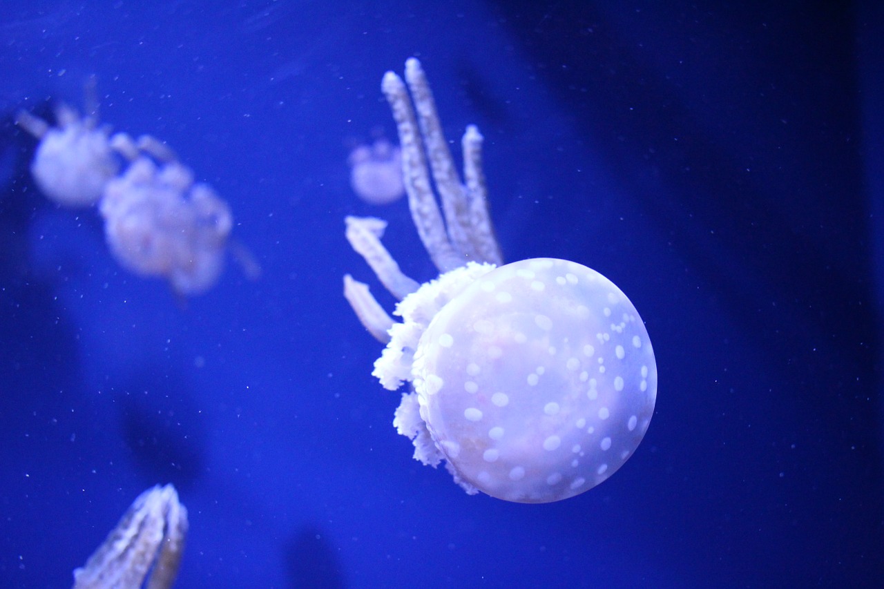 jellyfish aquarium free pictures free photo