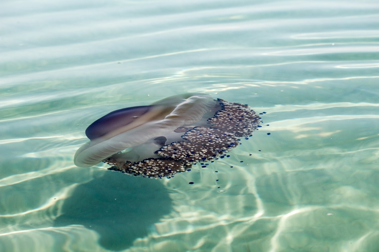 jellyfish sea creature free photo