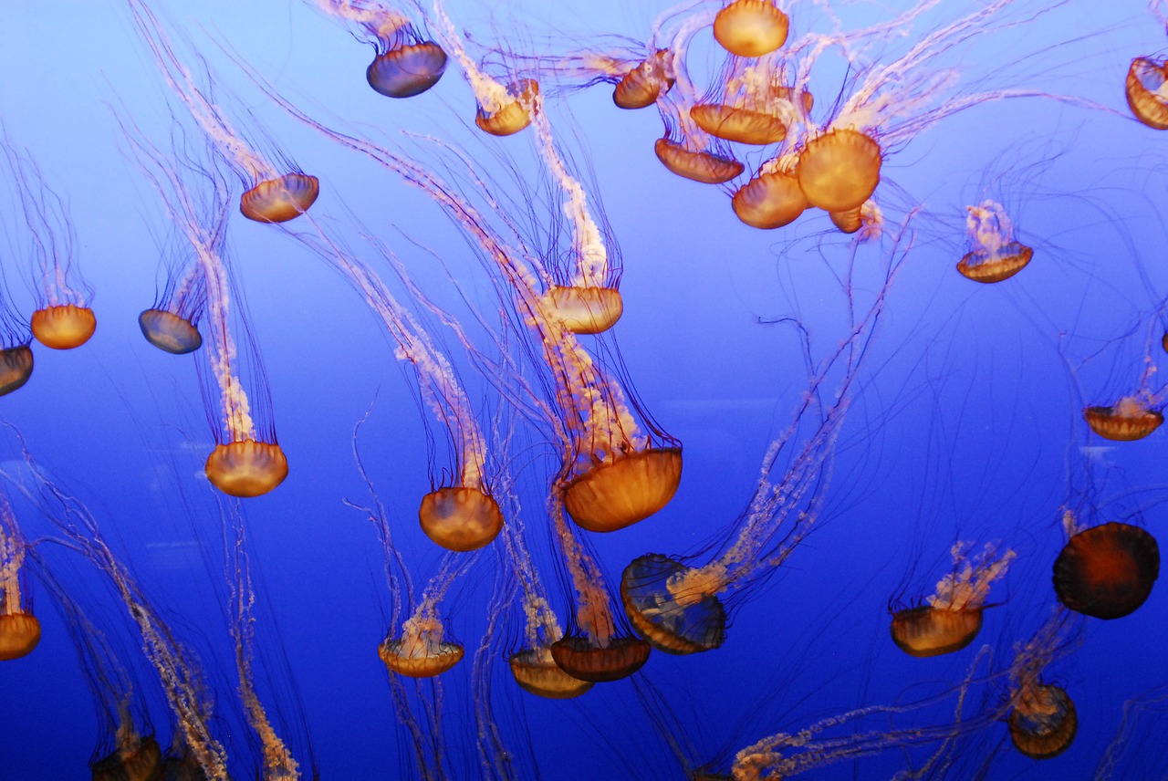 jellyfish aquarium fish free photo