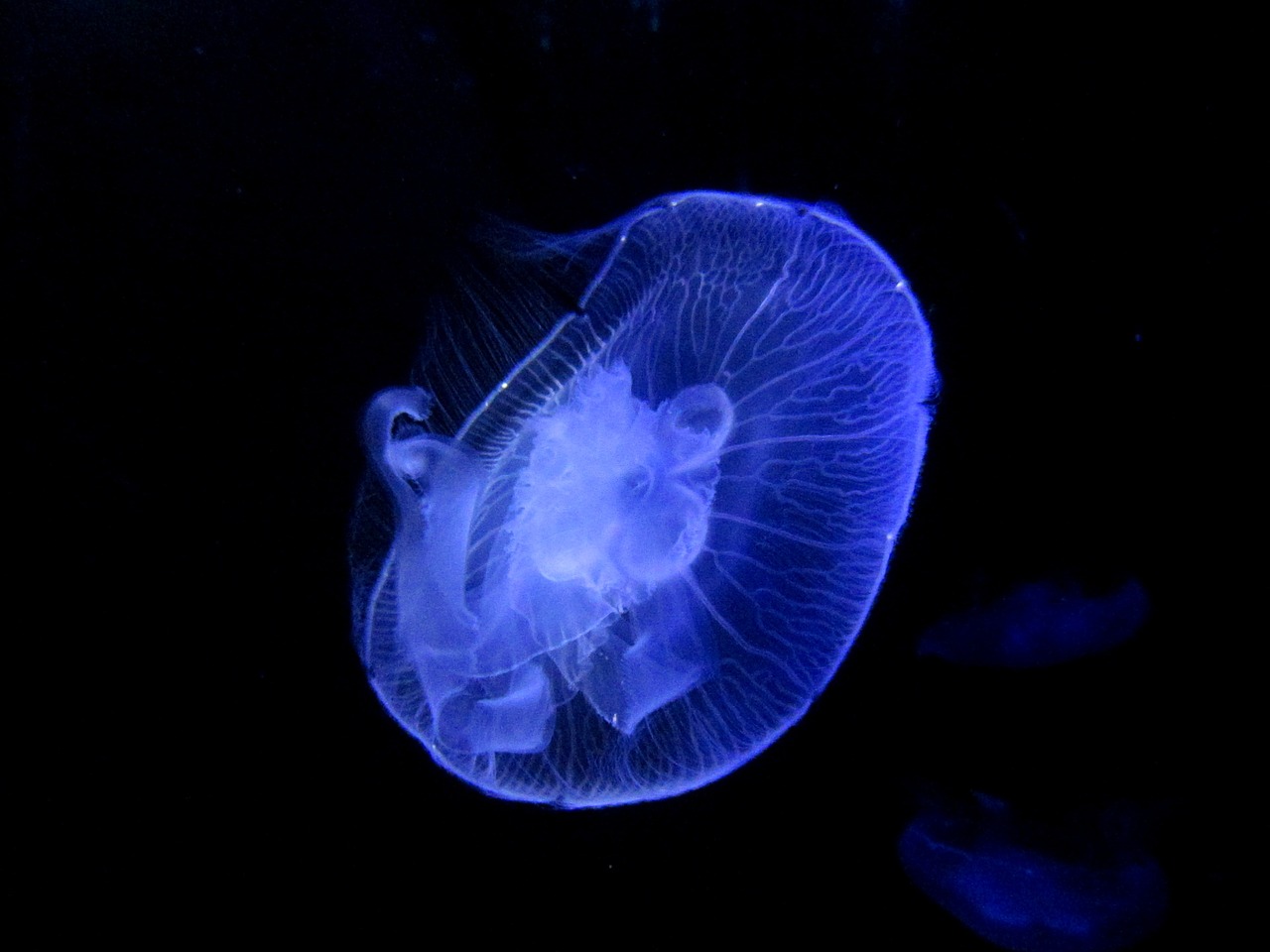 jellyfish animal transparent free photo