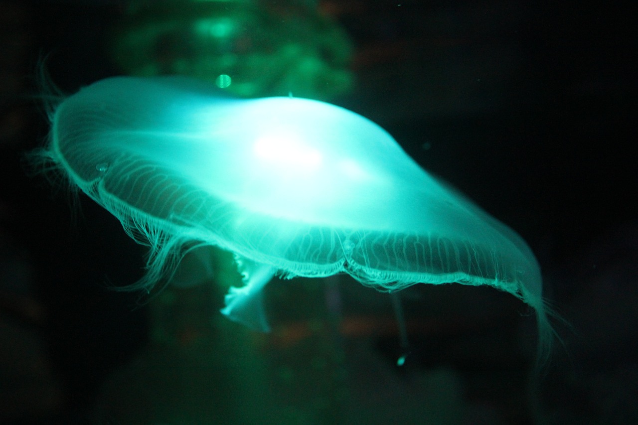 jellyfish water sea free photo