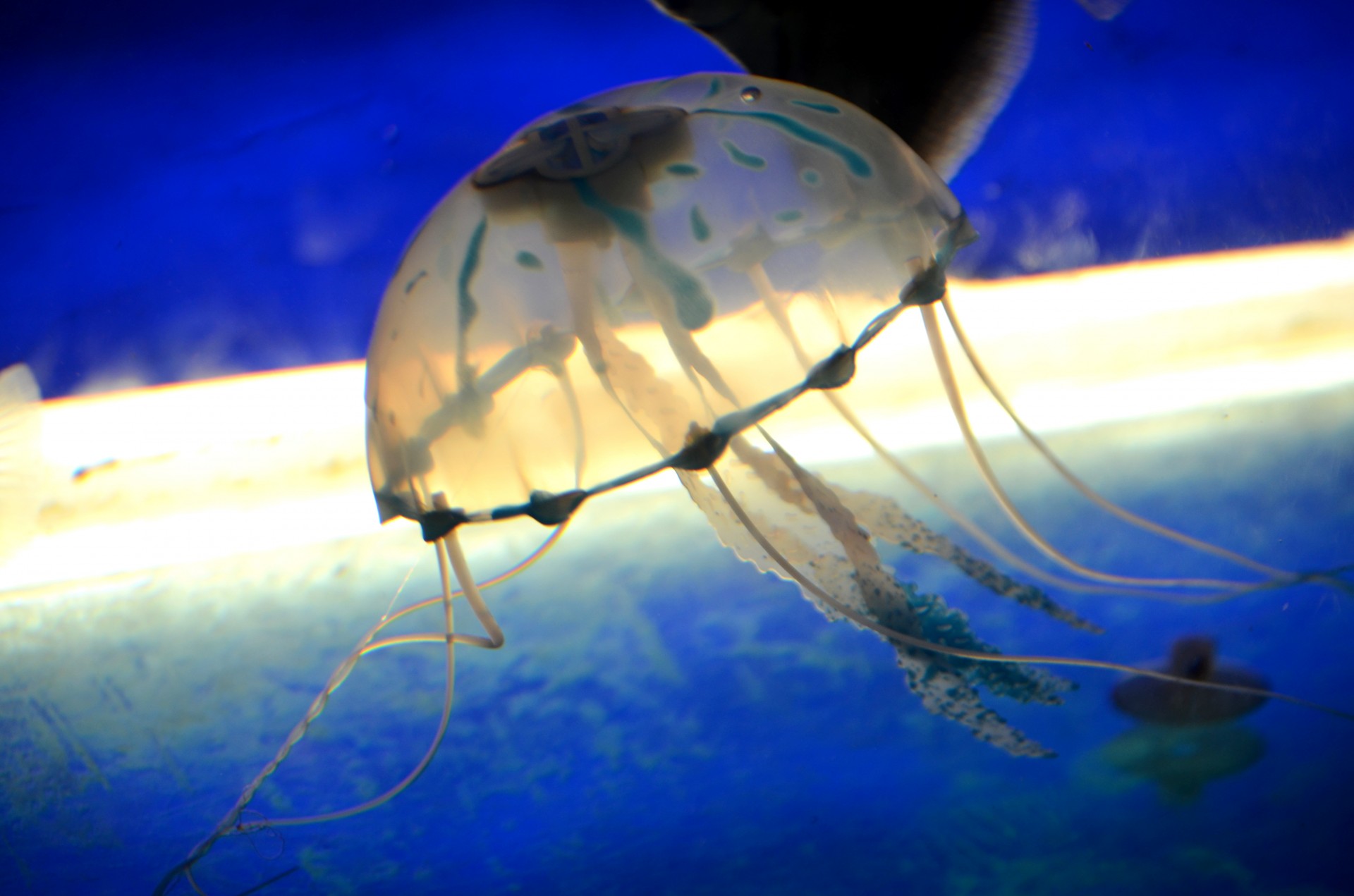 jellyfish fish tentacles free photo