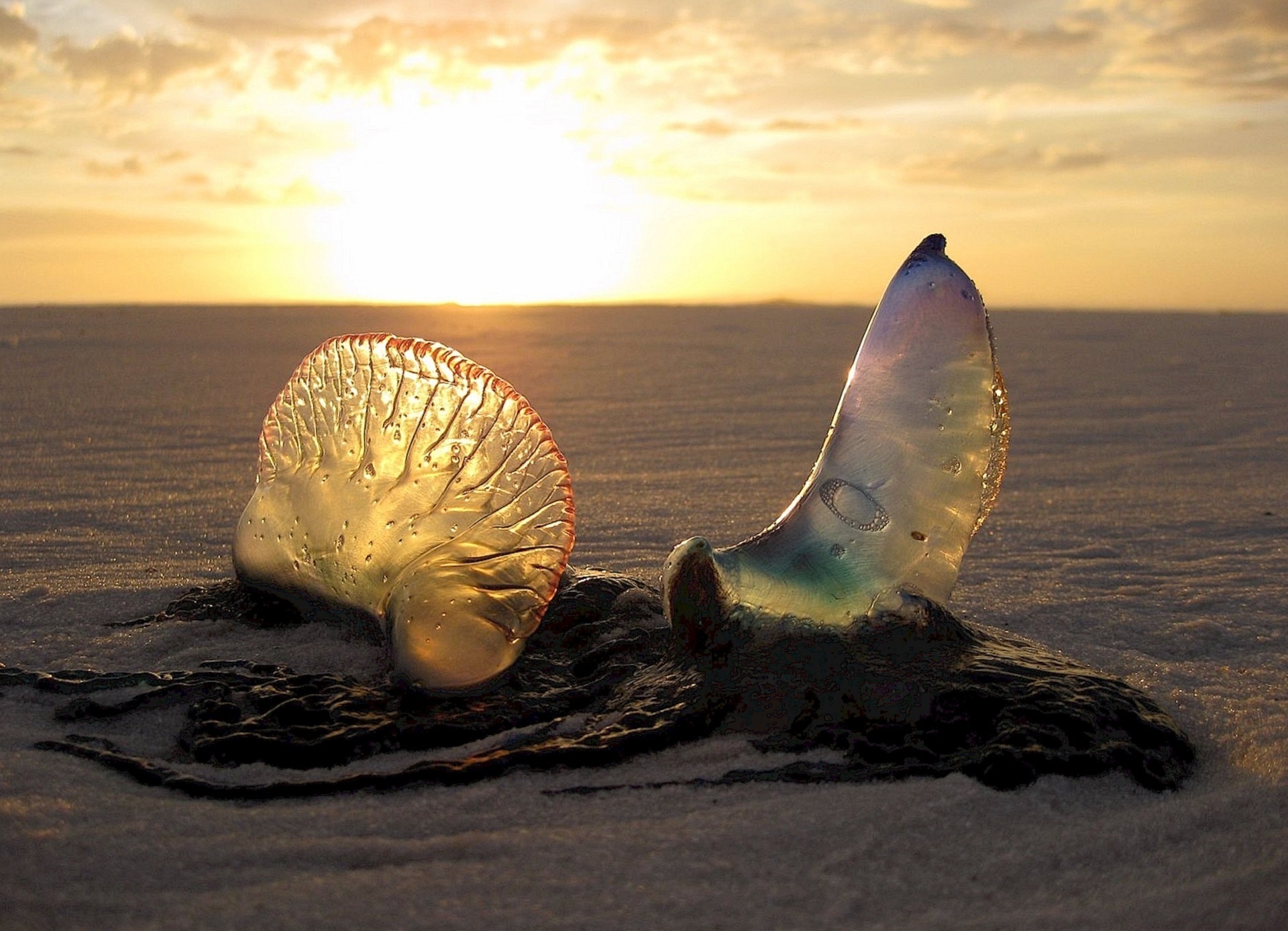 jellyfish sunset sand free photo