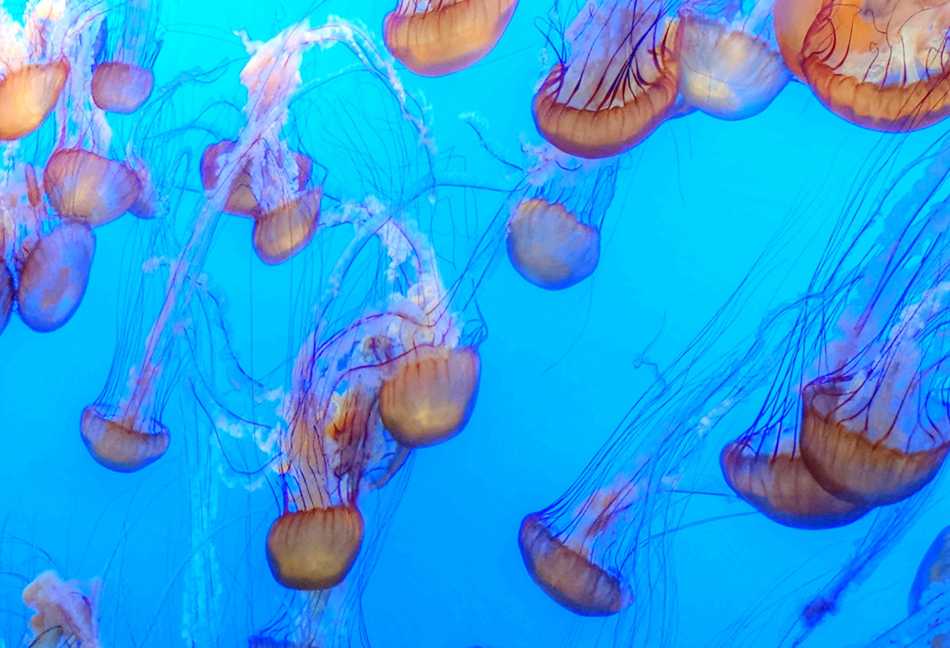 background wallpaper jellyfish free photo